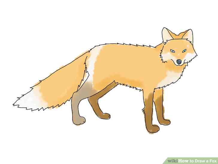 Image intitulée Dessiner un Renard à l